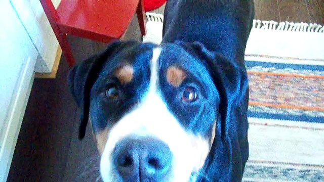 Lilo can't contain her excitement for food... - Greater Swiss Mountain Dog