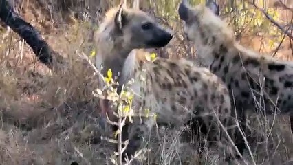 Hyenas Feed on Wild Dog