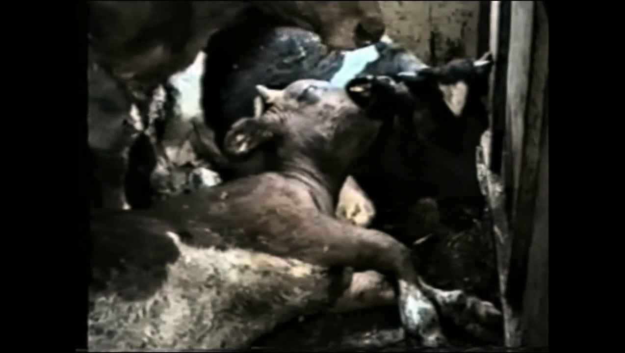 A Tribute To Our Fellow Animal Brothers And Sisters (Earthlings)!