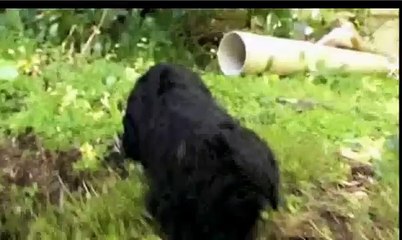 Dogs 101: Puppies 101: Pick A Puppy