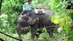 Camp 20, Elephant Logging Camp, Myanmar (Original) - Marianne and Jonny's Honeymoon