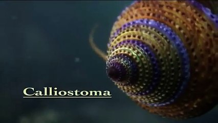 Shape of Life: Molluscs - The Survival Game