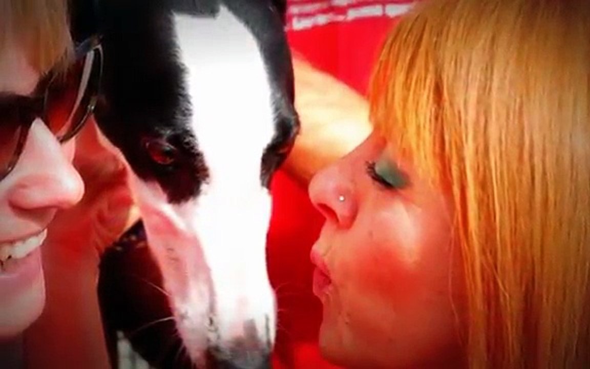 GACI - 30 Retired Greyhound in Italy - October 26, 2013