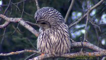 SLAGUGGLA  Ural Owl  (Strix uralensis)  Klipp - 887