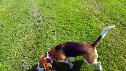 Un chien et de l'herbe = joie de vivre absolue