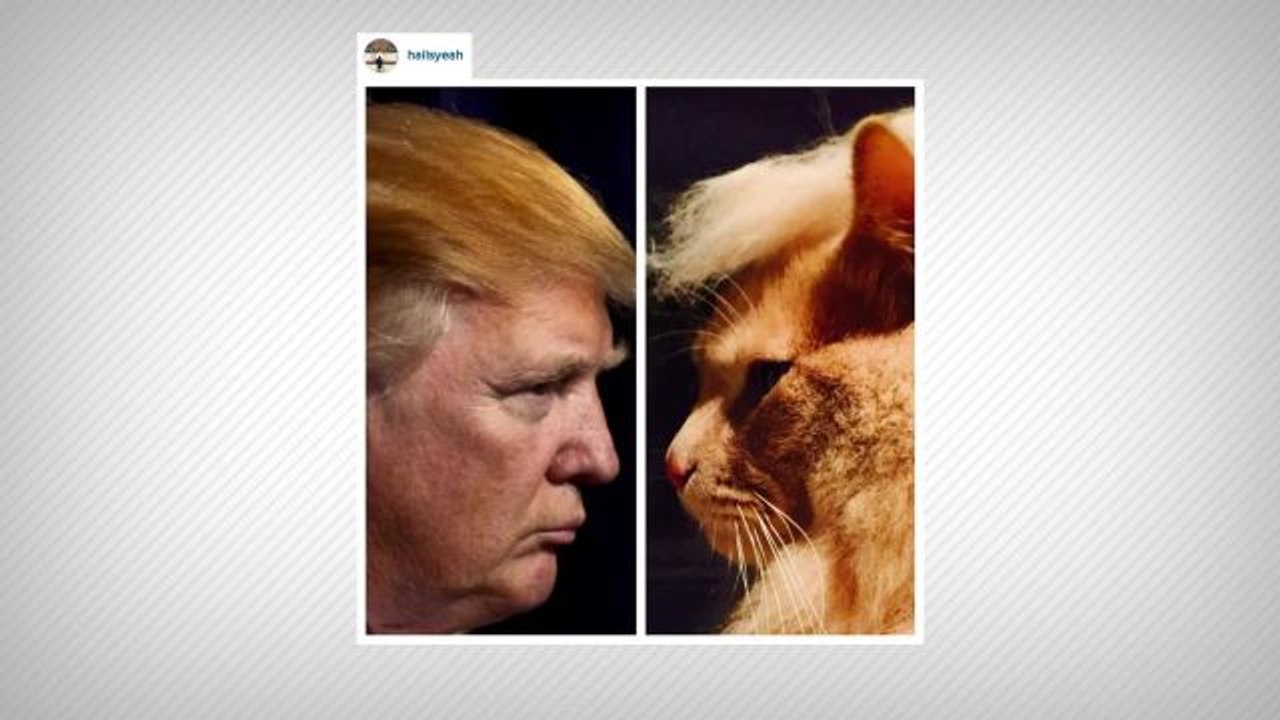 Trump Cats