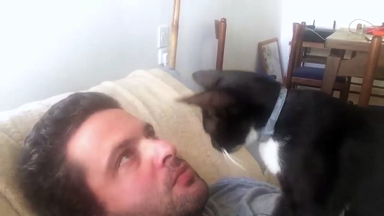 Cat Dentist l Meow Open Wide