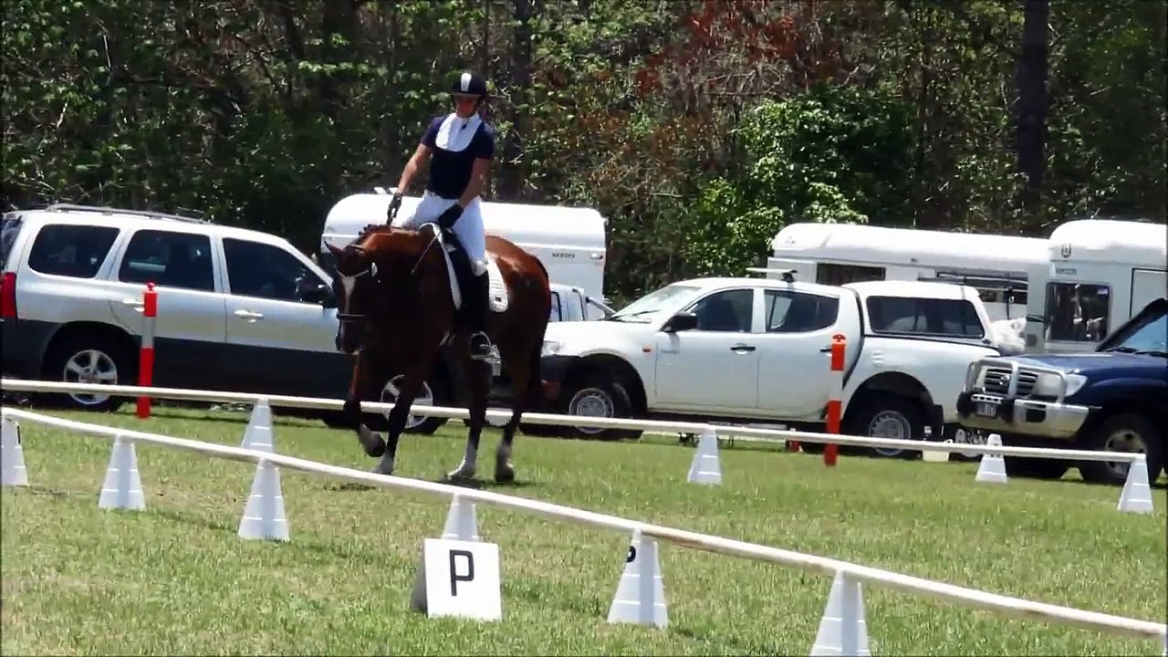 FOR SALE - AS Diago 9yo 16.2hh Stunning TB Geld- Hack/Hunter/Dressage (Latest Video)