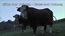 Cows and Mercedes Unimog - Kühe und Mercedes-Benz Unimog