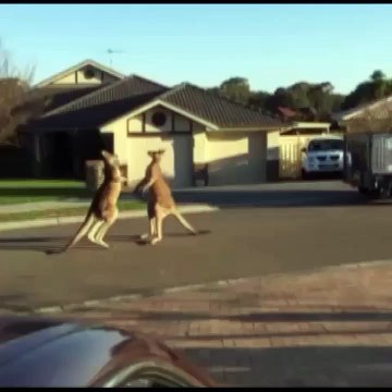 Hilarious things Kangaroo brawl CRAZY CARTOONS > Funny Little Creatures