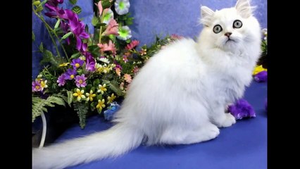 Котенок британский длинношерстный Зигзаг Удачи,  кот, 2 месяца