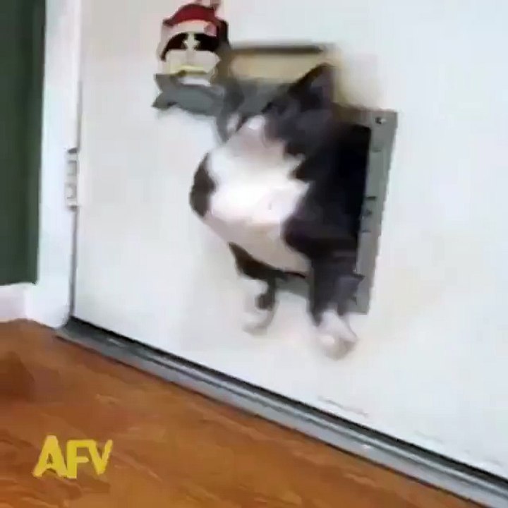 Pas facile pour ce gros chat après les fêtes