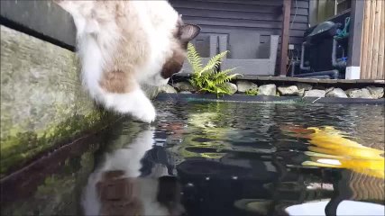 Cat adorably befriends koi fish