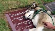 Wiley, un perro-lobo en EU, llora en la tumba de la abuela de su instructora