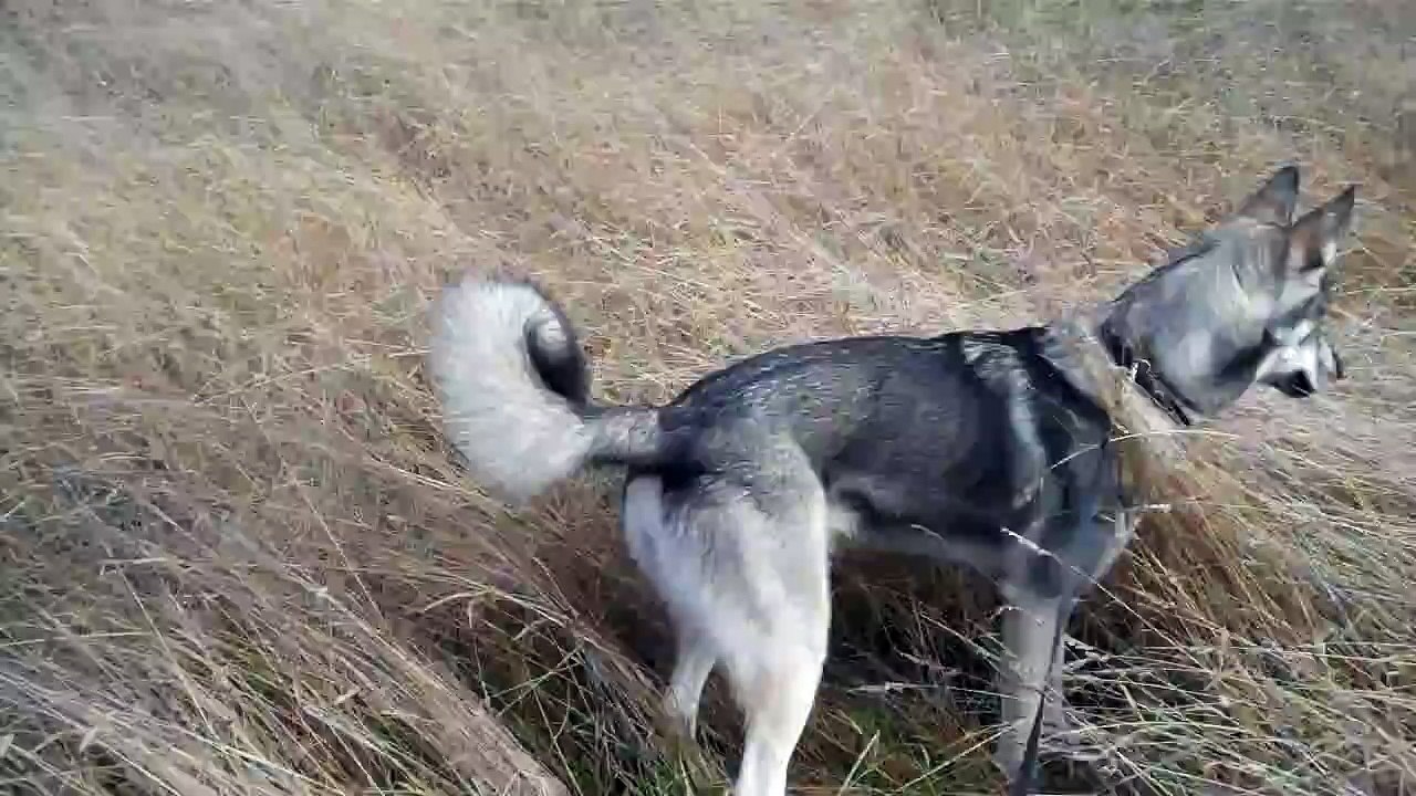 Tamaskan dog pounce