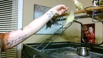 Hand Taming a 5 year old Lovebird