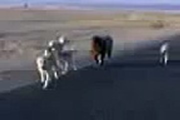 خروف مخمور 🐑