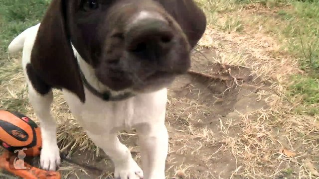 German Shorthair Pointer Puppies Nibble Your Fingers!