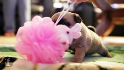 Silly Pug Puppy Uses a Loofah