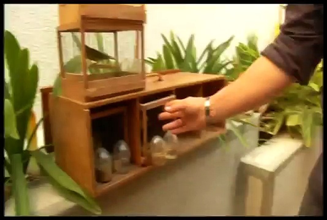 Aventura Animal. Canarios de competencia (Programa 2)