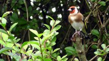 Goldfinch on Display - European Goldfinch Bird - Chardonneret élégant