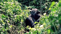 Unieke beelden van de laatste in het wild levende berggorilla's ter wereld