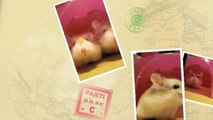 Cute Roborovski Hamsters Playing