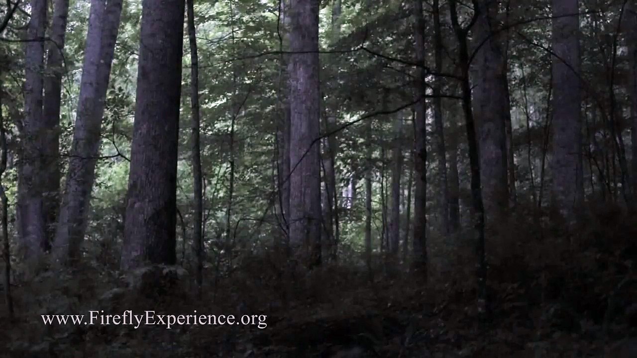 Synchronous Fireflies - Photinus carolinus - REALTIME VIDEO, EXTREME LOW LIGHT