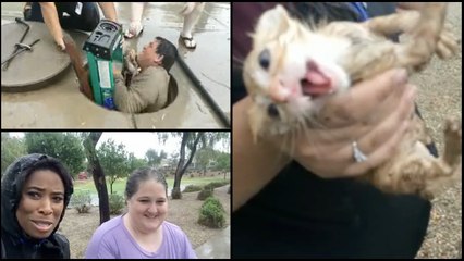 Neighborhood Hero Helps Rescue Kitten From Storm Drain