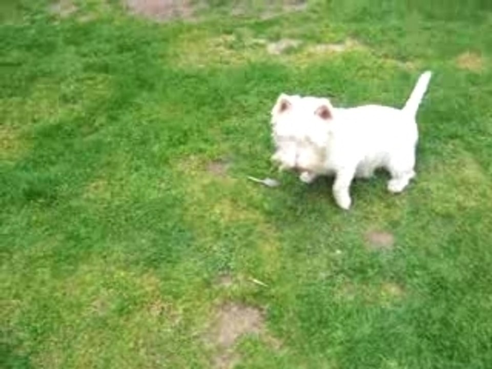 Kirby Play's Ball