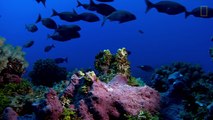 Edge of the World: Stunning Pitcairn Islands Revealed