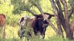 Legendary Texas Longhorns Thrive from 1600's Spanish Herds