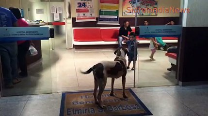YouTube: Perro espera en hospital a su dueña fallecida en Brasil