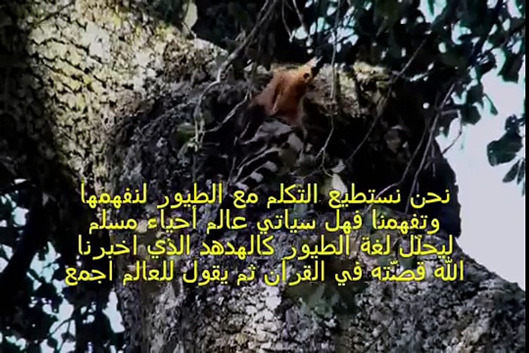 معجزات مستقبلية في القران تنتظر علماء المسلمين