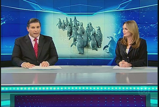 Mais de 20 pinguins reencontram o mar depois de tratamento