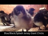 Taylor Hobby Farms: B/B/S Jersey Giant Chicks