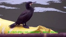 うごく野鳥図鑑　カワウ　Common Cormorant