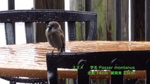 うごく野鳥図鑑　スズメ　Tree Sparrow