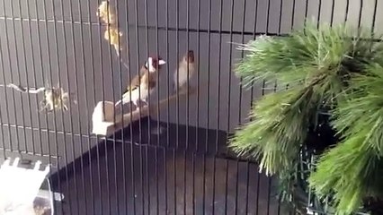 Chardonneret major préparation cage pour accouplement melo Marseille