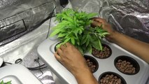 Basics of Low Stress Training (LST) for Cannabis Plants