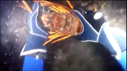 (차징불)- 물 속에서 야생 랍스터 사냥