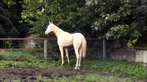 Akhal-teke filly Georgina-nemo, 2011 - For sale