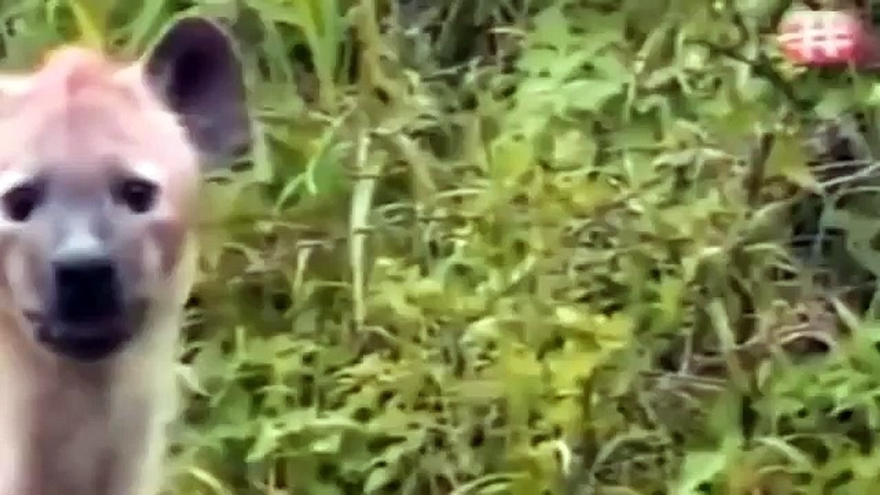 The animal world AFRICAN PREDATORS IN ACTION National Geographic Documentary