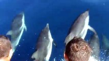 Delfini nel mar ionio 