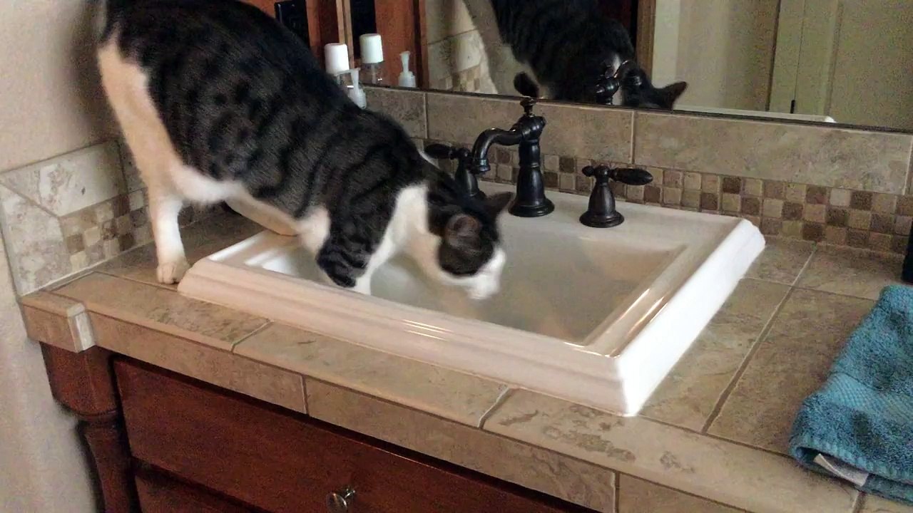 Quel chat rusé ! Est-ce que c'est toi qui viens de faire ça ?