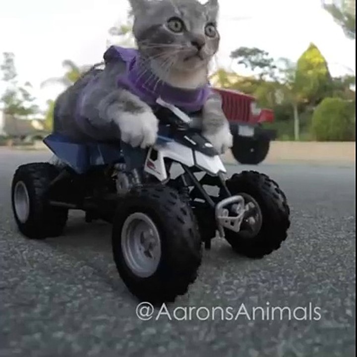 meow