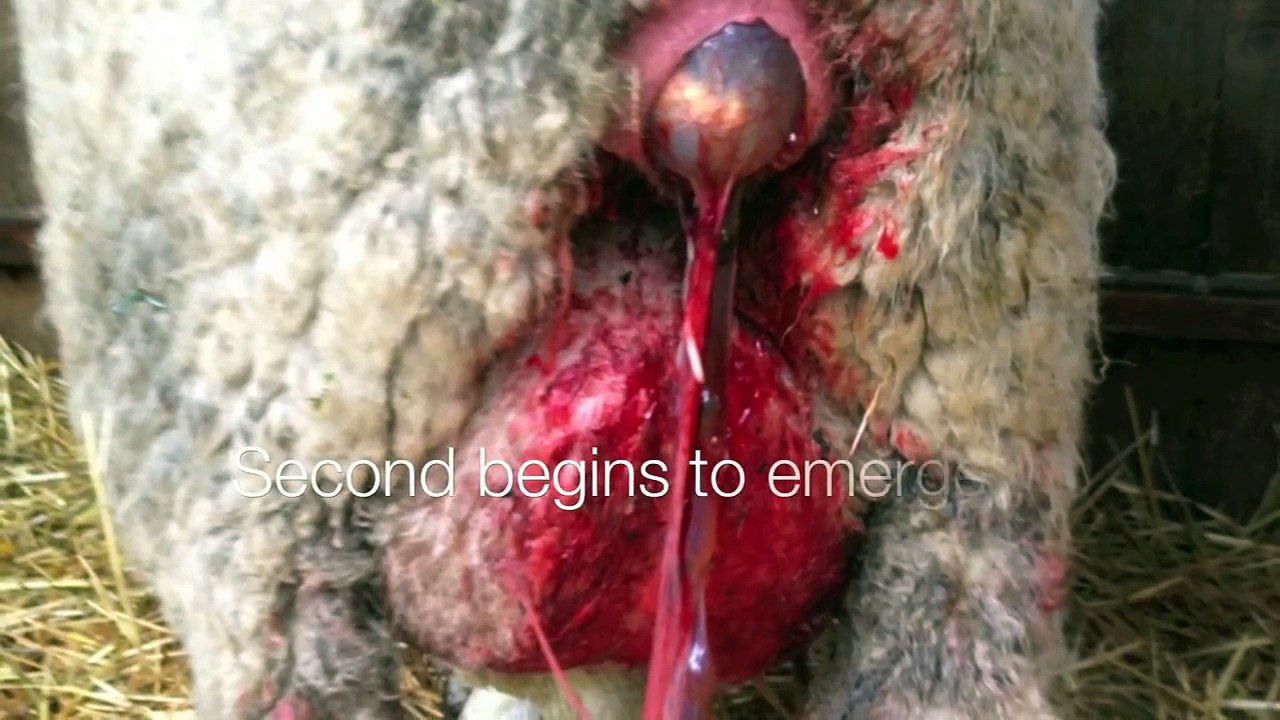 Ewe Delivers Triplets