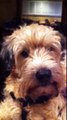Abby Kiss - Soft Coated Wheaten Terrier  - Cheryl Shuman Beverly Hills