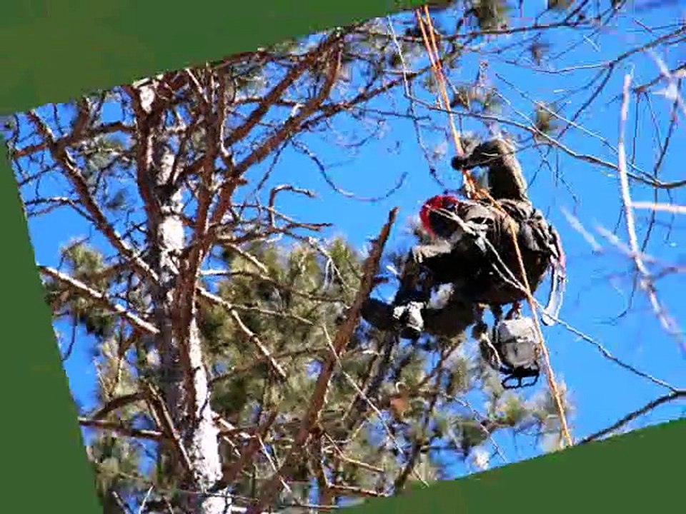 Professional Tree Removal Services in Northants With A Difference