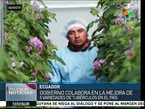 Ecuador desarrolla programa de mejoramiento de semillas de papa